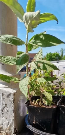 Photo of free Buddhlia cutting/saplings /small plants s (Low Beechburn DL15) #1