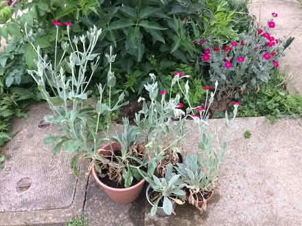 Photo of free Garden plants Rose Campion (Barnby dun DN3) #1