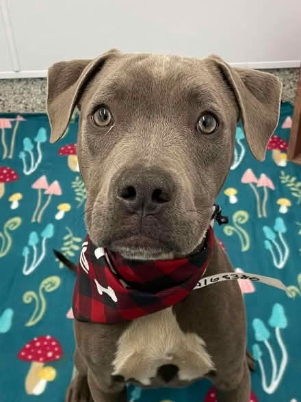 Photo of Dog Crate (New Center/Metro Detroit Area) #1
