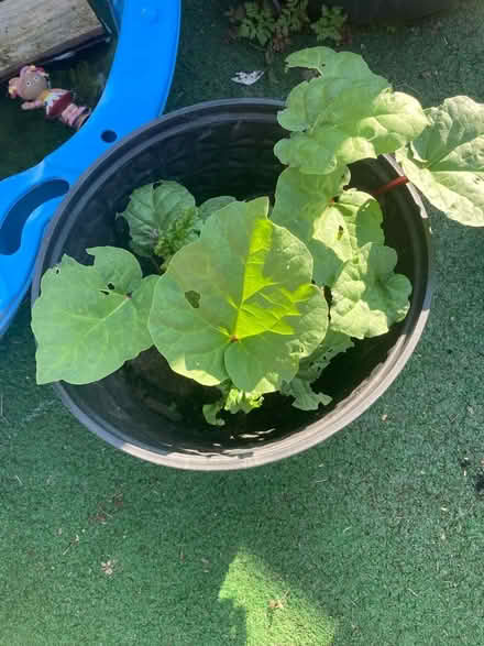 Photo of free Rhubarb plants x2 (March) #2