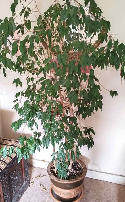 Photo of free Mature Plant (BS24) #1