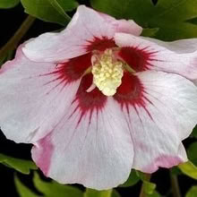 Photo of free hibiscus (Eastbourne BN21) #2