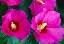 Photo of free hibiscus (Eastbourne BN21) #3