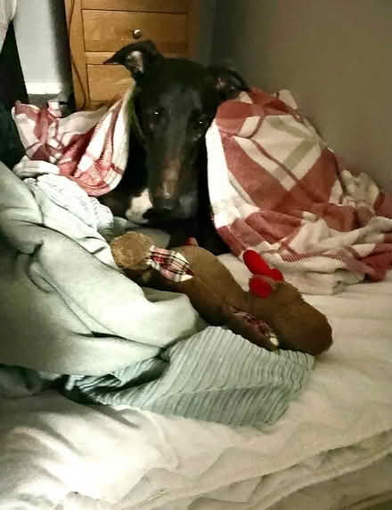 Photo of 15”/16” square cushion covers (Sheringham NR26) #1