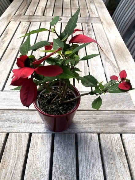 Photo of free Poinsettia (West Hampstead NW6) #1