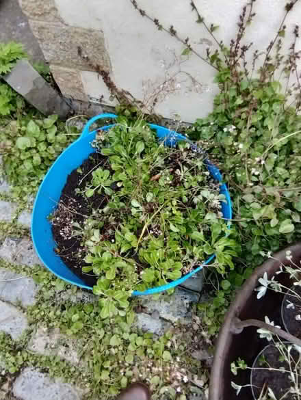 Photo of free Londons pride saxifrage plants (East Law DH8) #1