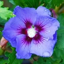 Photo of free hibiscus (Eastbourne BN21) #1