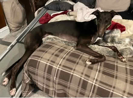 Photo of 15”/16” square cushion covers (Sheringham NR26) #3