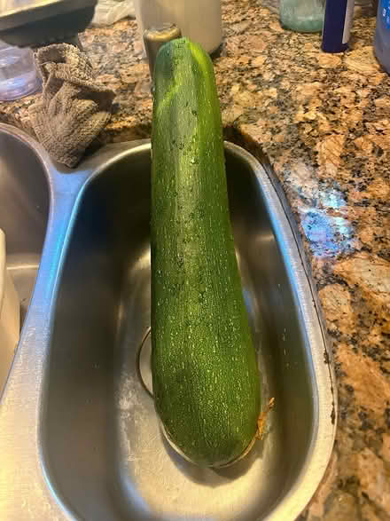 Photo of free another monster zucchini (Sunnyvale, CA Ponderosa Park) #1