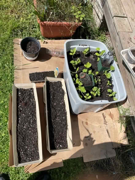 Photo of Flower Pots (Rowlesburg WV) #1