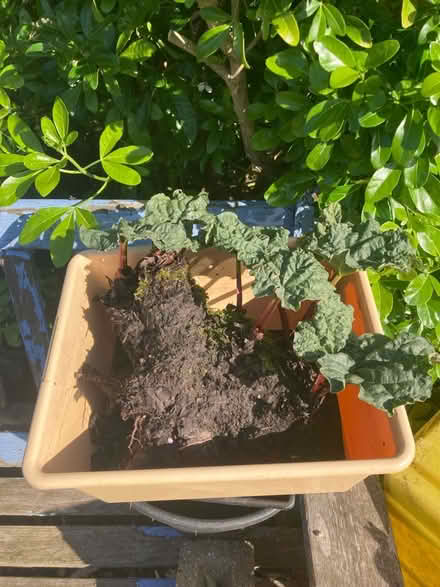 Photo of free Rhubarb plants x2 (March) #1