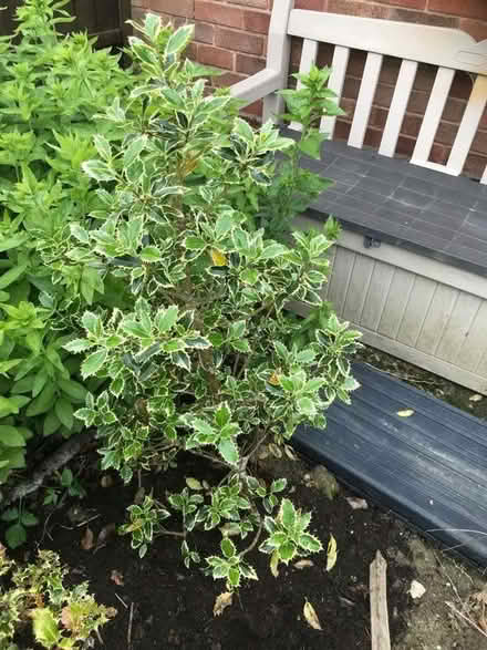 Photo of free Bushes (North Wingfield S42) #1