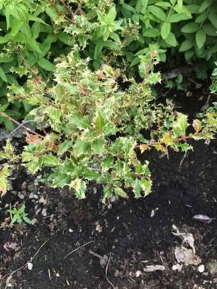 Photo of free Bushes (North Wingfield S42) #2