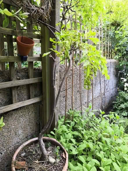 Photo of free Wisteria (Grandpont OX1) #1
