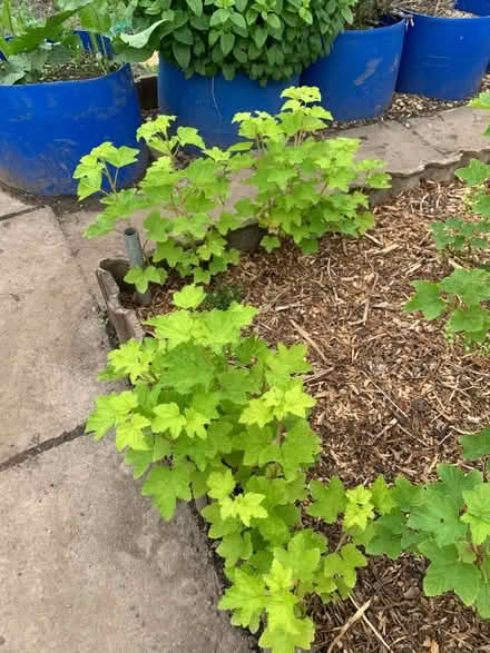 Photo of free Red current shrub. (Middlestone Moor DL16) #1