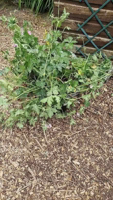Photo of free Pink Geranium (Oldends Farm GL10) #2