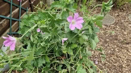 Photo of free Pink Geranium (Oldends Farm GL10) #1