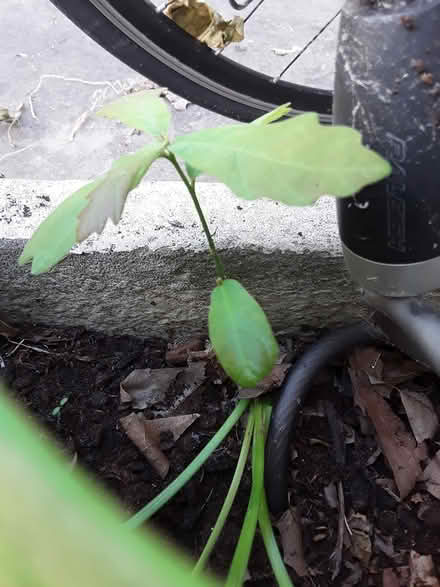 Photo of free Oak tree (Jesus Lock area, CB4) #1