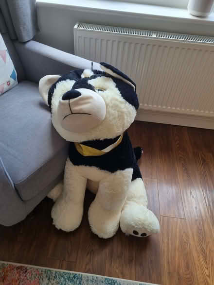 Photo of free Large dog teddy (M23) #1
