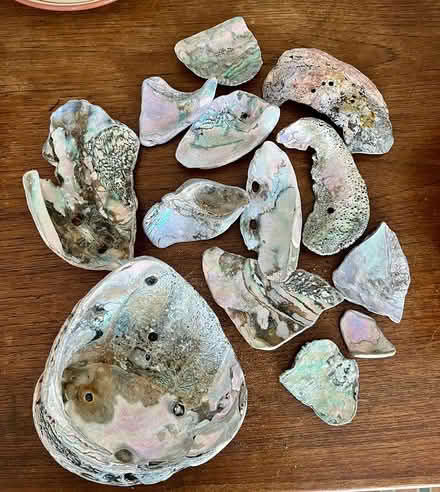 Photo of free pieces of Abalone (Pt Richmond) #1