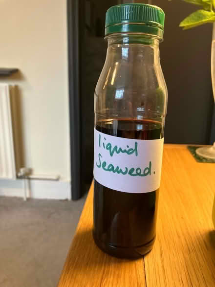 Photo of free Mint plant cuttings 🌱 (Waddon) #2