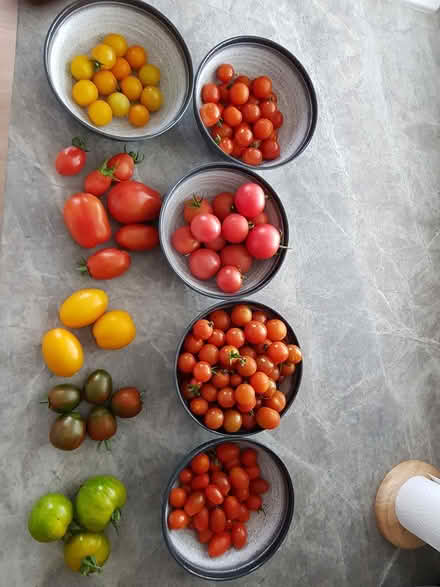 Photo of free Tomato Plants Different Varieties (Merley) #2