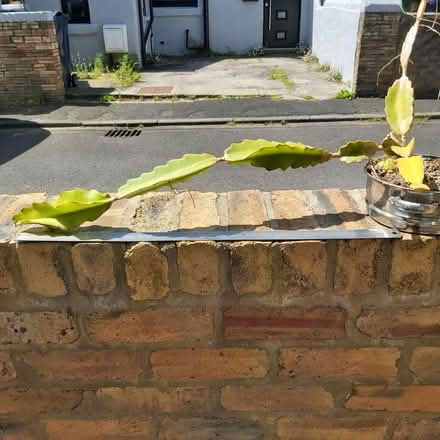 Photo of free Reclining cactus (NE39 Victoria Garesfield) #1
