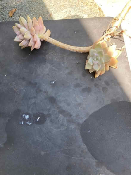 Photo of free A couple of pieces of a succulent (Livermore (near Hagemann Park)) #1