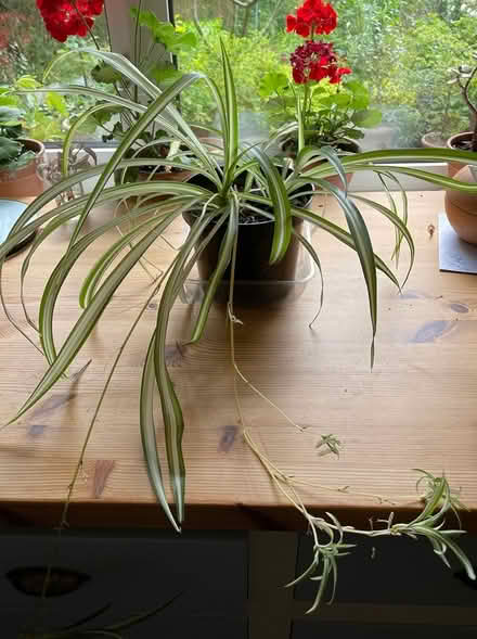 Photo of free Large-ish spider plant (Glastonbury BA6) #1