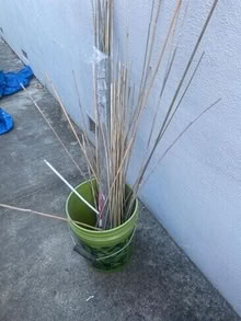 Photo of free Bamboo stakes #1