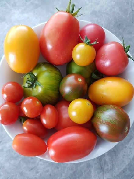 Photo of free Tomato Plants Different Varieties (Merley) #1