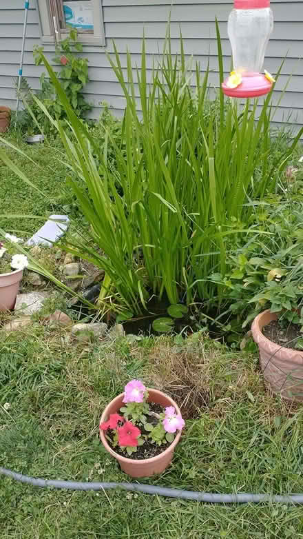 Photo of free Aqua/pond Water Grass (Montgomery) #2