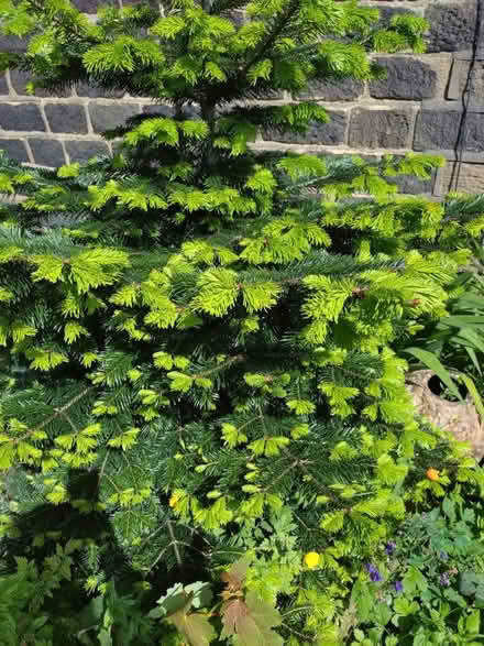 Photo of free Christmas Tree evergreen (Golcar, Huddersfield) #2