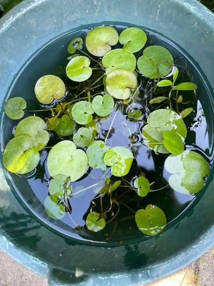 Photo of free Pond plants (Oakridge RG21) #1