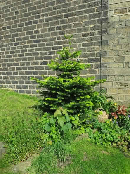 Photo of free Christmas Tree evergreen (Golcar, Huddersfield) #1