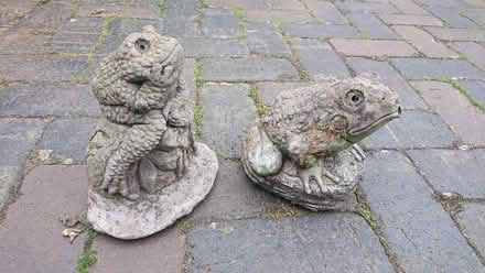 Photo of free Garden Gnome Frogs (CT21) #1