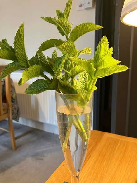 Photo of free Mint plant cuttings 🌱 (Waddon) #1