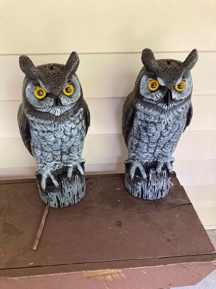 Photo of free Owls (Duluth, GA) #1