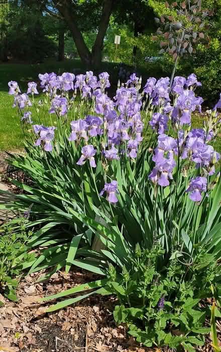 Photo of free Lavender Iris Rhizomes (Middletown- Oak Hill- Lincroft) #1