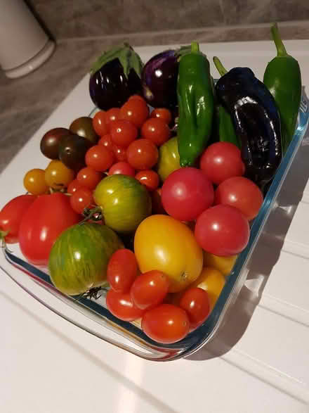 Photo of free Tomato Plants Different Varieties (Merley) #3
