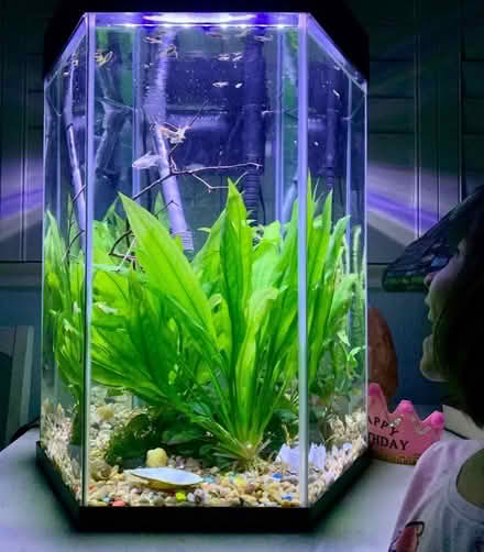 Photo of free Aquarium (Woodside Plaza - Redwood City) #1