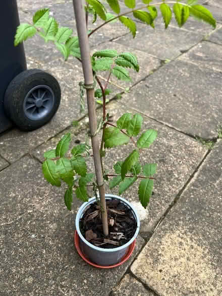 Photo of free Rowan tree sapling (Knutsford WA16) #1