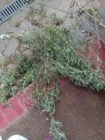 Photo of free Fresh rosemary (Redhill RH1) #1
