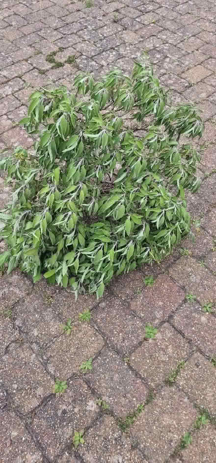 Photo of free Cuttings fron a sage plant (AL4) #1