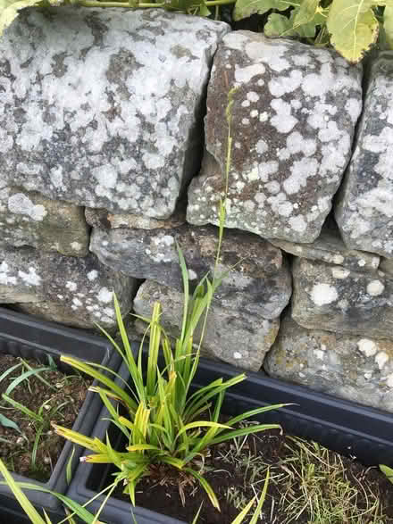 Photo of free Plant (Walbottle NE15) #1
