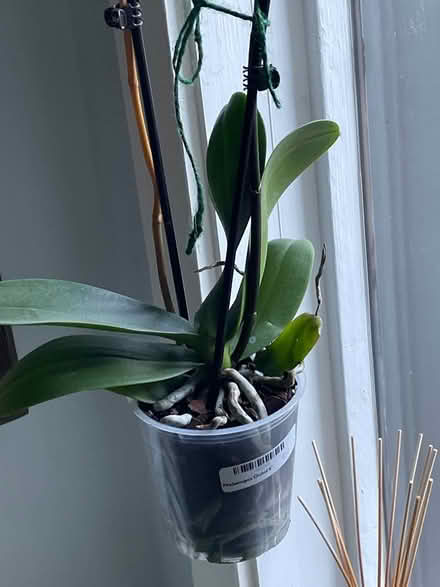 Photo of free Save this Orchid (Dempster east of Ridge) #1