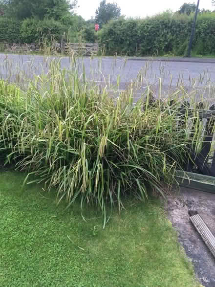 Photo of free Plant (Walbottle NE15) #2