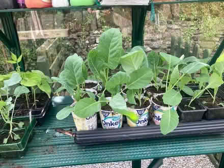 Photo of free Winter cabbage plants (Appleby-in-Westmorland CA16) #1
