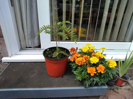 Photo of free Plants various (Burntwood WS7) #1