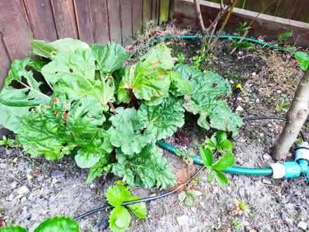 Photo of free Rhubarb plant (GU12) #1